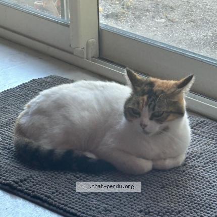 Photo de chat perdu à Castres Gironde