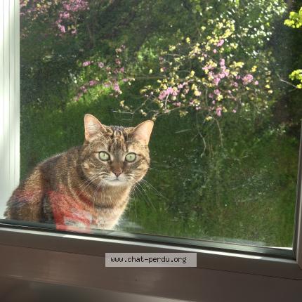Photo de chat perdu à Valence