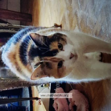 Photo de chat perdu à Valdoie