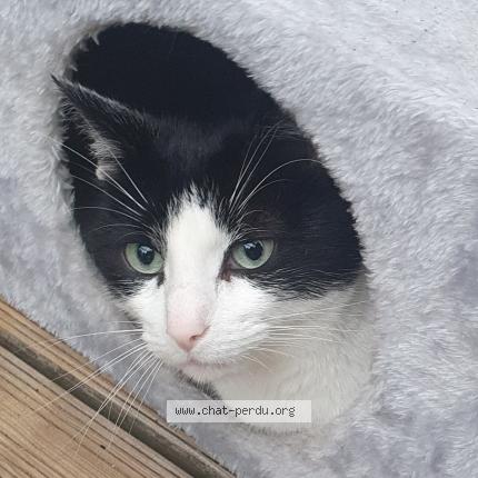 Photo 1/1 Bouba Chat perdu à Le relecq kerhuon