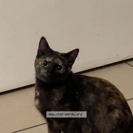 Photo 1/1 Micha Chat perdu à Vitre