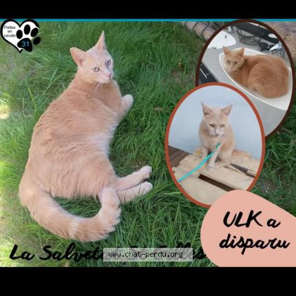 Photo de chat perdu à La Salvetat Saint Gilles