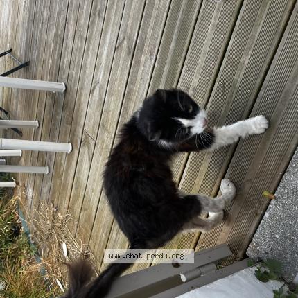 Photo de chat trouvé à Saint Nazaire