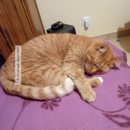 Photo de chat perdu à Paron