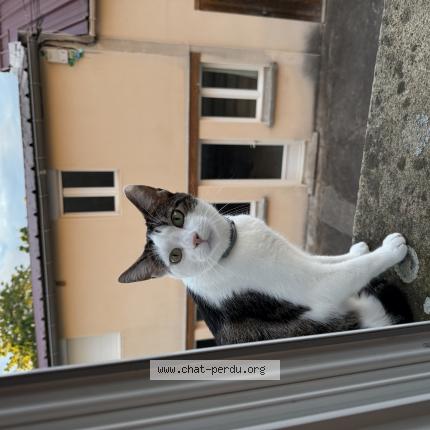 Photo 1/1 Arisu Chat perdu à Yzeure