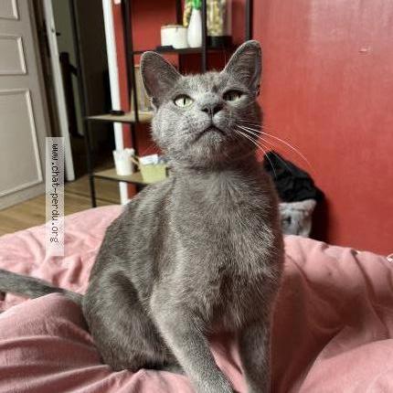 Photo 1/2 Chat retrouvé Perdu à Treillieres