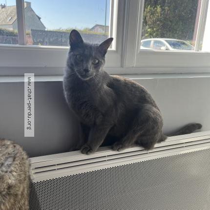 Photo 2/2 Chat retrouvé Perdu à Treillieres