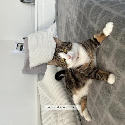 Photo 1/1 tia Chat perdu à Le vigan