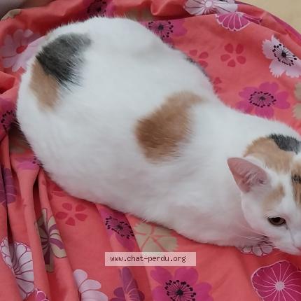 Photo de chat perdu à Frontignan