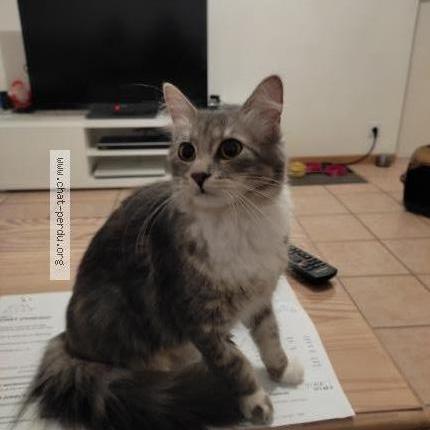 Photo 1/1 Chichi Chat perdu à Sable sur sarthe