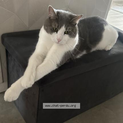 Photo de chat perdu à Saint Memmie