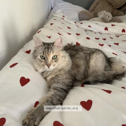Photo de chat perdu à Emerainville