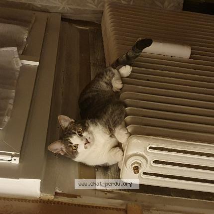 Photo de chat perdu à Antony