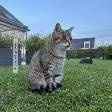 Photo 1/1 Chat retrouvé Perdu à Saint Fuscien