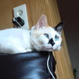 Photo de chat perdu à Vinay