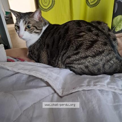 Photo de chat perdu à Trilport