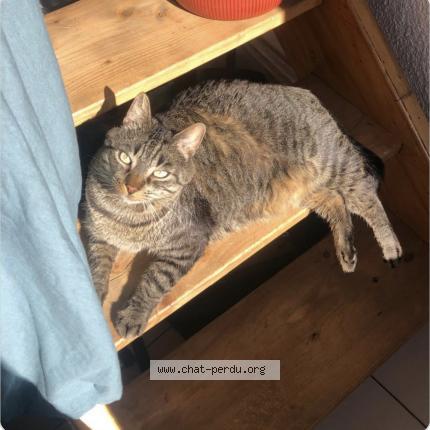 Photo 1/1 Chat retrouvé Perdu à Clermont Ferrand