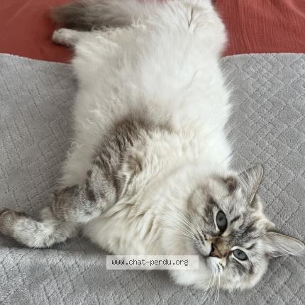 Photo de chat perdu à Vallauris