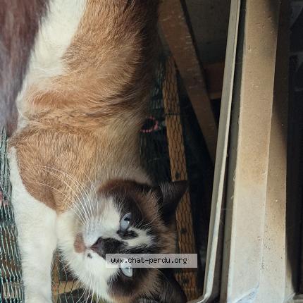 Photo 1/1 Chat retrouvé Perdu à Bobigny