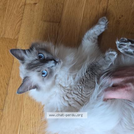 Photo de chat perdu à Nantes