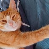 Photo de chat perdu à Jouars Pontchartrain