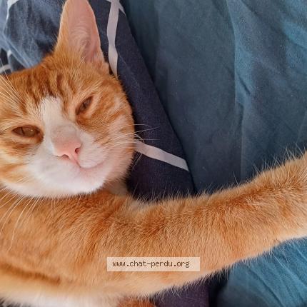 Photo 1/1 Chat retrouvé Perdu à Jouars pontchartrain