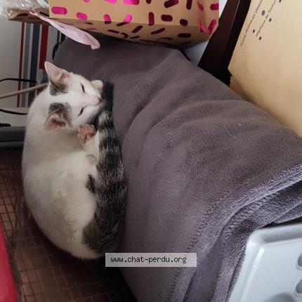 Photo 1/1 Pilou Chat perdu à Toulouse