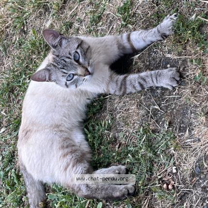 Photo de chat trouvé à Colomiers