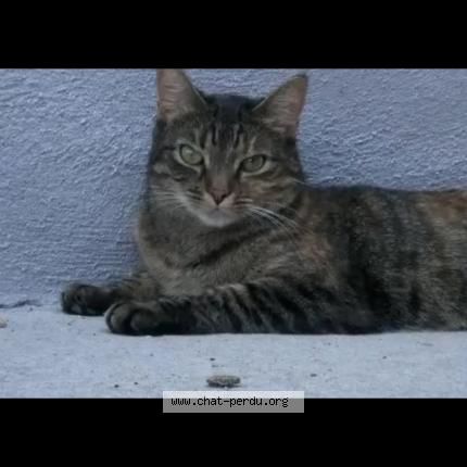 Photo 2/2 HÉRA Chat perdu à Volvic