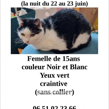 Photo de chat perdu à Antony