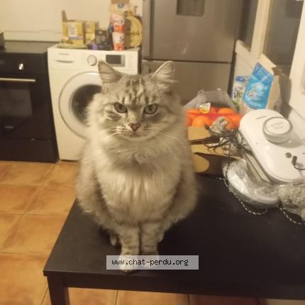 Photo 1/1 Chat retrouvé Perdu à Saint barthelemy d anjou