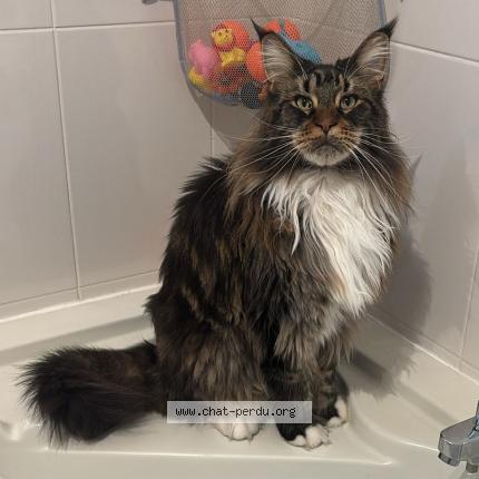 Photo 1/1 Skar Chat perdu à Andrezieux boutheon