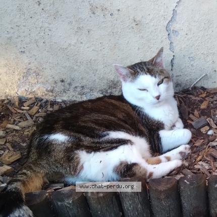 Photo de chat perdu à Pont Pean