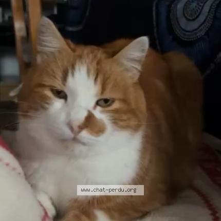 Photo 1/1 Rouquin Chat perdu à Saint just la pendue