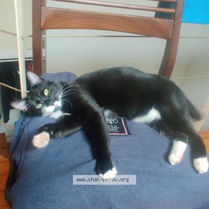 Photo 1/1 Chat retrouvé Perdu à Toulouse