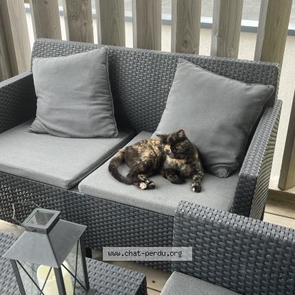 Photo de chat perdu à Concarneau