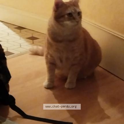 Photo de chat perdu à Parne Sur Roc