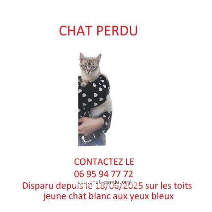 Photo 1/1 Marwa Chat perdu à Toulouse