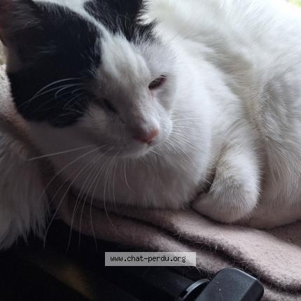 Photo de chat perdu à Ablon