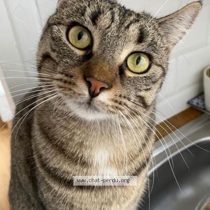 Photo 1/1 Romy Chat perdu à Colonzelle