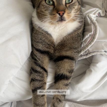 Photo de chat perdu à Amiens