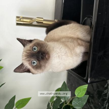 Photo de chat perdu à Le Fresne