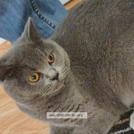 Photo 1/1 Liza Chat perdu à Maule