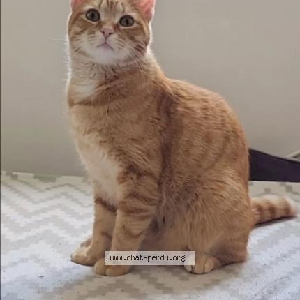Photo de chat perdu à Unieux