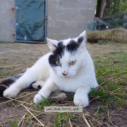 Photo de chat perdu à Houdreville