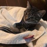 Photo de chat perdu à Islamabad