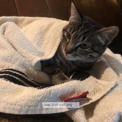 Photo 1/1 Bella Chat perdu à Islamabad