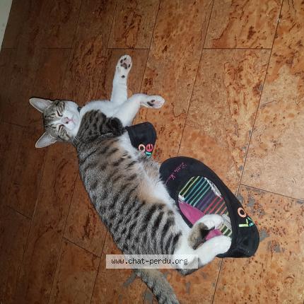 Photo de chat perdu à Saint Clair Du Rhone