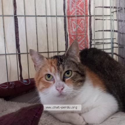 Photo 1/1 Venise Chat perdu à Tethieu