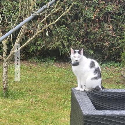 Photo de chat perdu à Bu